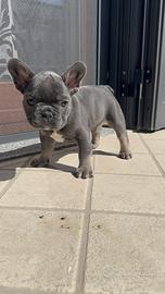 Vendita Bulldog Francese