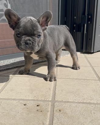 Vendita Bulldog Francese