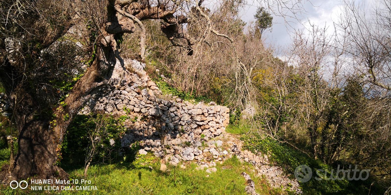 Terreno e pajara - Vista 4