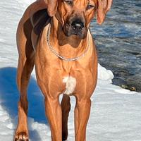 Cuccioli di Rhodesian Ridgebach
