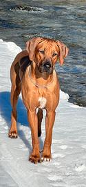 Cuccioli di Rhodesian Ridgebach