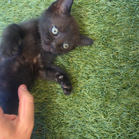 Gattino tutto nero adorabile