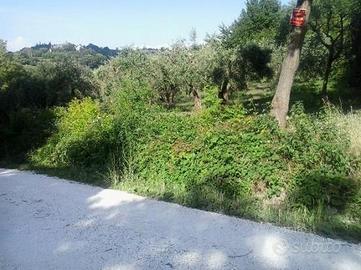 Oliveto biologico con pozzo