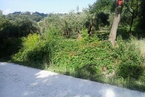 Oliveto biologico con pozzo