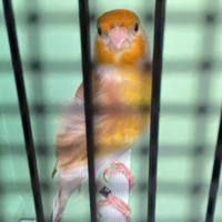 Ibrido/a cardellino per canarina non sessato 2025