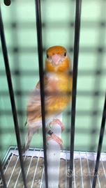 Ibrido/a cardellino per canarina non sessato 2025