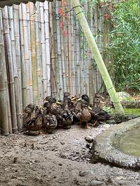 Anatre germani reali