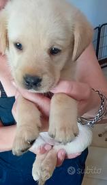 Labrador retriever