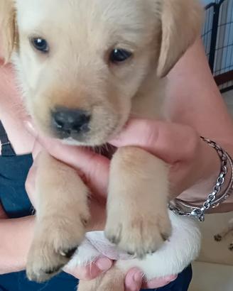 Labrador retriever