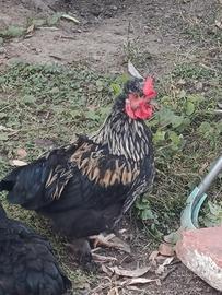 Galletti e galline nane