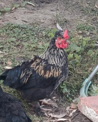 Galletti e galline nane