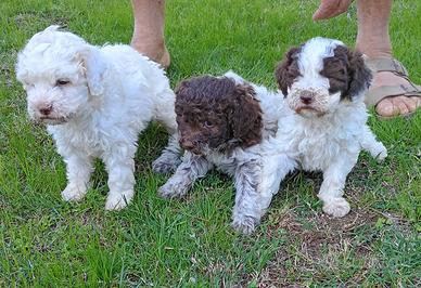 Lagotto Romagnolo