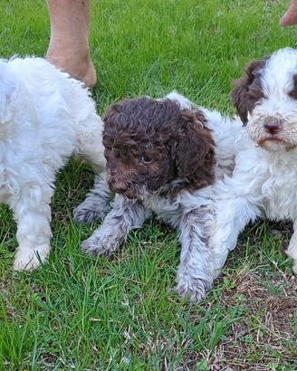 Lagotto Romagnolo