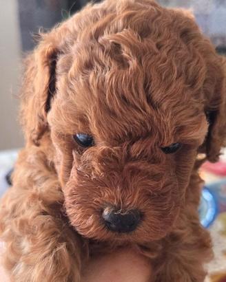Cuccioli barboncino toy