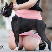 Boston terrier