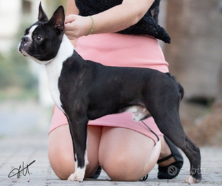 Boston terrier