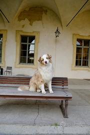 Australian Shepherd per monte
