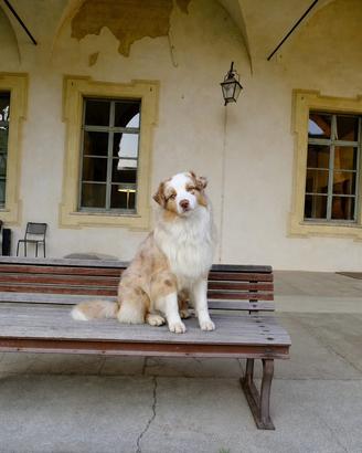 Australian Shepherd per monte