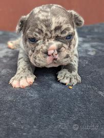 Bulldog francese blu merle