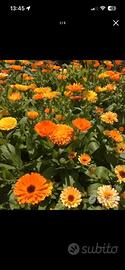 Semi calendula