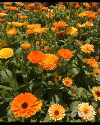 Semi calendula
