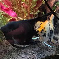 Cippia riproduttrice di scalari leggi