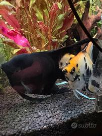 Cippia riproduttrice di scalari leggi