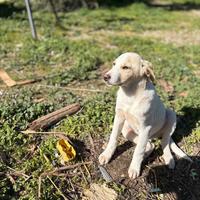 Cuccioli di cane
