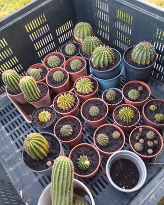 piante grasse 