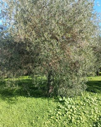 ulivi