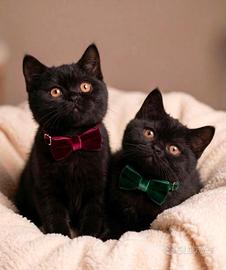 Cuccioli British shorthair/scottish