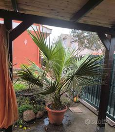 Palma washingtonia