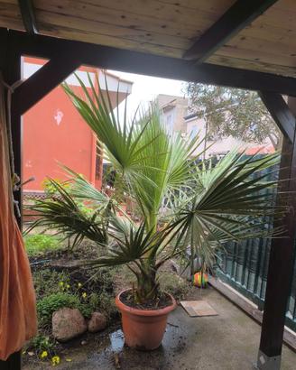 Palma washingtonia