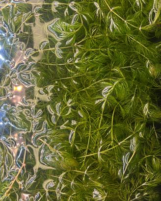 Piante acquatiche - Ceratophyllum Demersum