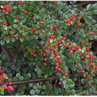 piante di cotonaster salicifoglia 