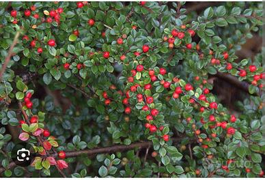 piante di cotonaster salicifoglia 
