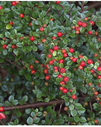 piante di cotonaster salicifoglia 