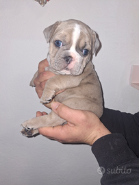Bulldog francese
