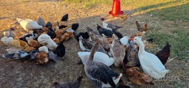 Galline e pulcini