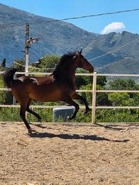 Cavallo crusado