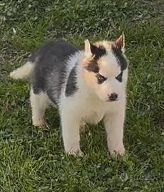 Cucciola di Husky occhi azzurri pedigree ENCI