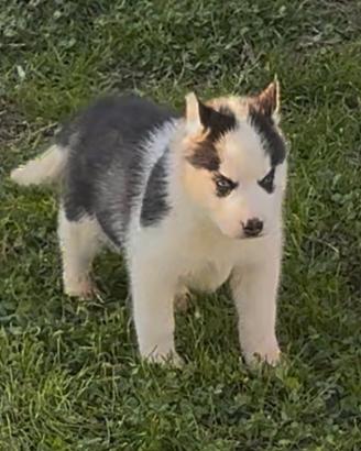 Cucciola di Husky occhi azzurri pedigree ENCI