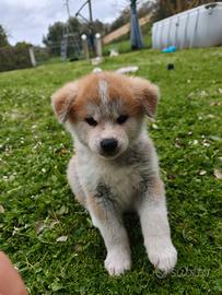 Cuccioli di Akita Inu