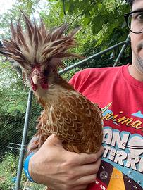 Gallo gallina Padovana