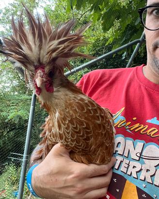 Gallo gallina Padovana