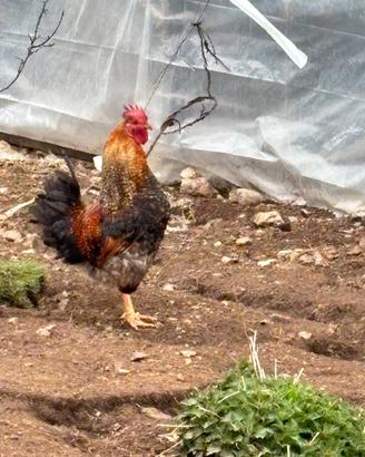 Gallo