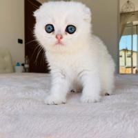Scottish Fold Silver Shaded Cuccioli