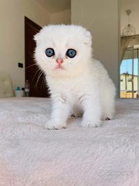 Scottish Fold Silver Shaded Cuccioli