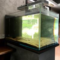 Acquario grande con lampada riscaldante