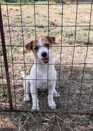 Jack russell terrier light broken